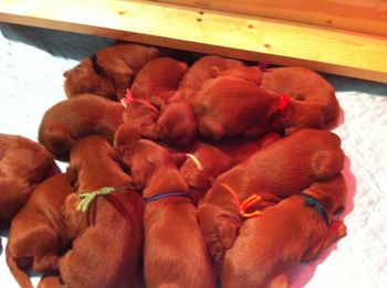 A bunch of puppies.  6/23
