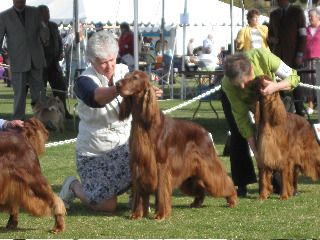 Streamer is now being shown by Shelly Marx. See him here in a recent dog show lineup.

