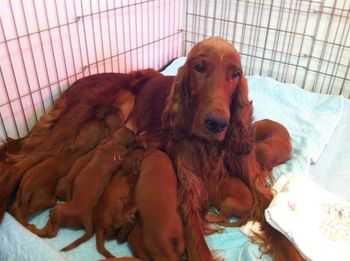 Still lots of pups for Mom to deal with......she's doing a great job.
