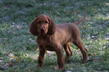 Such a pretty boy and I think he knows it! Nov. 2010.
