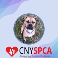 Puppypalooza 2024 - Supporting the CNY SPCA 