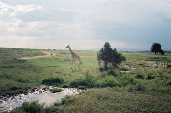 Maasai Mara, Kenya

