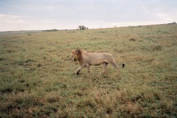 Maasai Mara, Kenya
