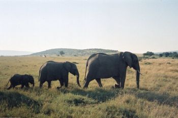 Masai Mara National Reserve, Kenya
