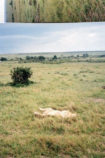Maasai Mara, Kenya
