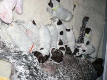 Puppies 2 weeks old...yaye!!
