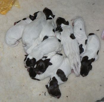 Pups day 1 Pups day 3
Save  Cancel 
