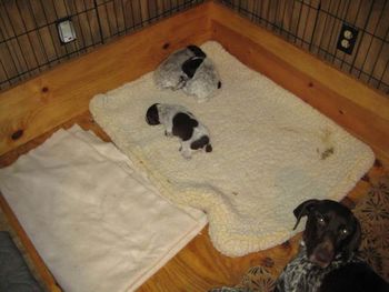 Puppies on day 16

