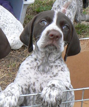 Cali (Gretel) at 8 weeks
