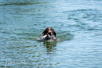 Poker water retrieve test
