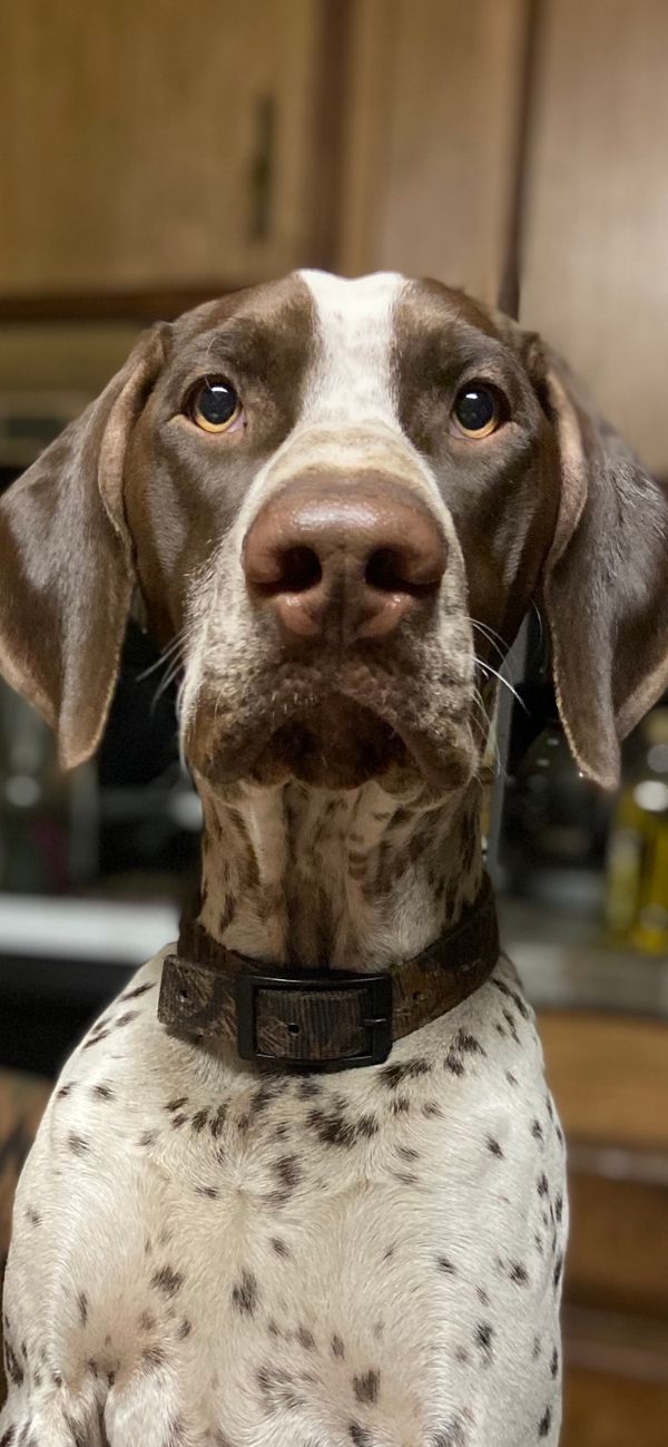 Edelmarke german shorthaired hot sale pointers