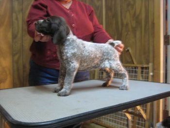 Boy 2 "Cupid" at 5 weeks old
