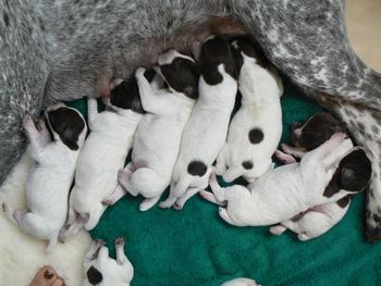 Dixee's litter day 5
