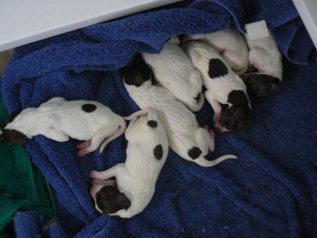 Dixee's litter on day 1
