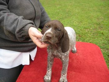 Girl 4 Sweetie 7 weeks old
