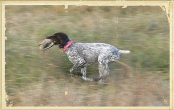 Echo retrieving a chukar
