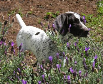 Orion in his garden
