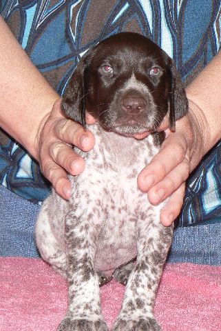 "Sammy" Red boy 5 weeks
