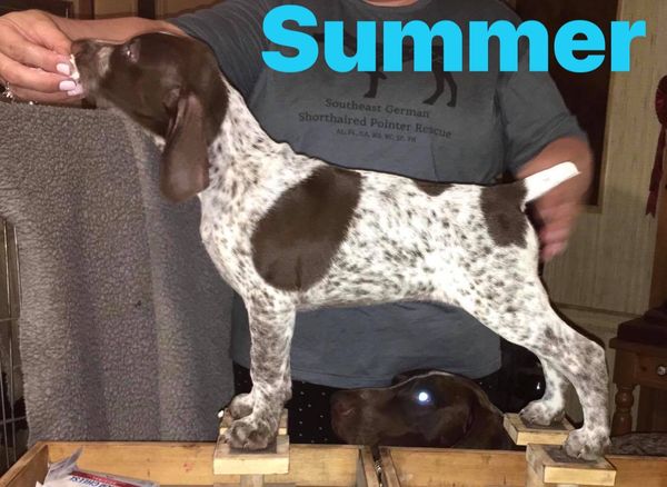 Edelmarke german shorthaired hot sale pointers