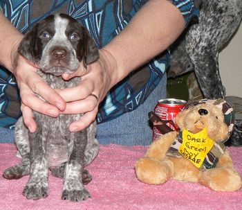 "George" Dark green boy 5 weeks
