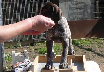 Bear at 8 weeks
