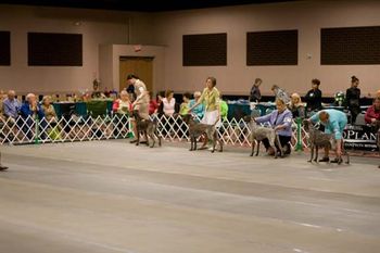 Sherman in Hunting Dog class
