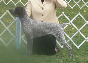 Sherman and Lisa in WD for his last major/BOW and new Championship at a large Specialty Show. All points from BBE class so he will be going to the Eukanuba Invitational two years in a row.
