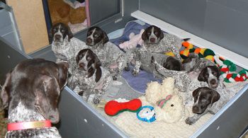 Puppies at 6 weeks
