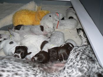 Puppies 2 weeks old
