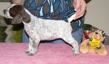 "Sunnie" Yellow Girl 5 weeks
