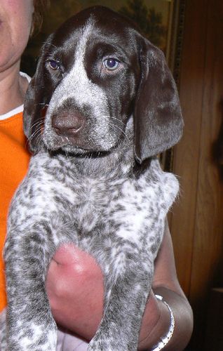 Purple (Willow) Girl 6 Weeks
