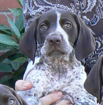 Abby (Was Sylvia) at 8 weeks
