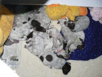 Pups 3 weeks
