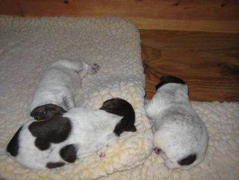 Puppies on day 8
