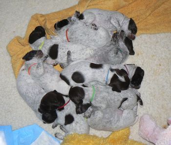 Pups Day 16 snoozing
