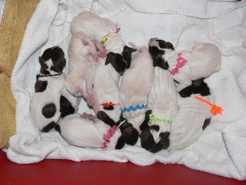 Pups just born
