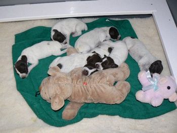 Ben and his litter mates, Ben is on left top of the toy to the right.
