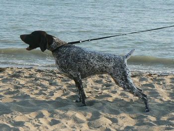 Echo spotting a seagull & going nuts
