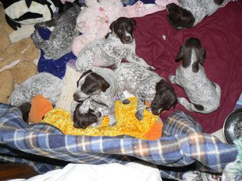 Pups 5 weeks old
