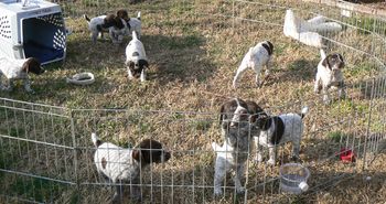 Puppies first trip outside 5 weeks
