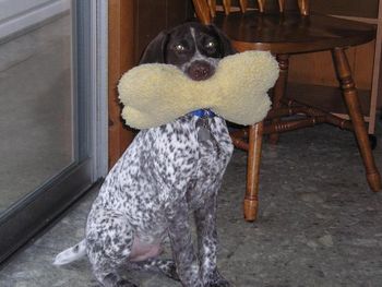 Ben puppy with his toy
