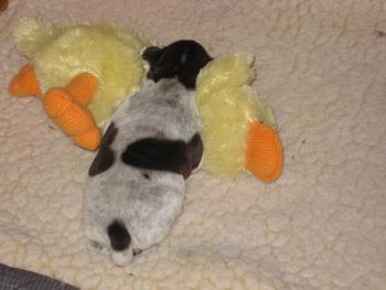 Girl 1 with her new duck (0: 10 days old
