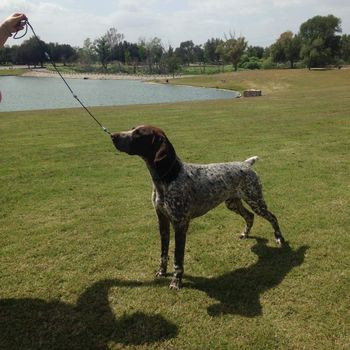 Whisper Ridge Remington v Edelmarke. Finished from puppy classes
