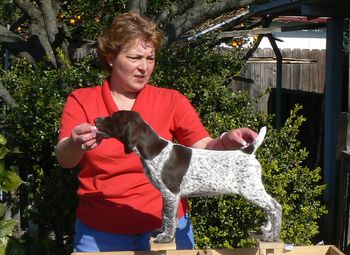 Edelmarke Zackary Blue Glory Zack at 8 weeks Loved by Alex & Reggie-Sherman Oaks, CA View Zack's Web Page
