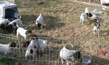 Puppies first trip outside 5 weeks
