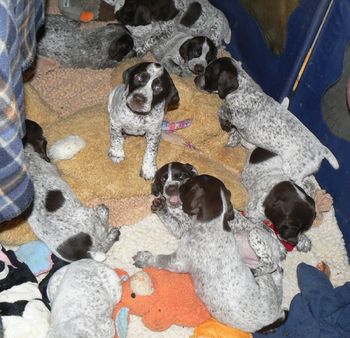 Puppies at 5 weeks
