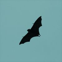Low Flying Bats by The Womb