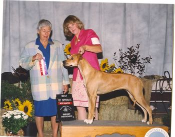 CH.Ivy League's New Year's Eve. Shown here by co-owner and co-breeder Dr.Susan Ralston of Ridgeview ridgebacks.Eve is a ROM and winner of the brood bitch class at the Texas National specialty.
