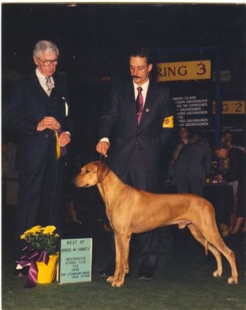 CH. Ivy League's Bungalow Bill pictured going BOB at Westminster K.C. Billy was a multiple group winner who held the #2 and #3 rankings in the breed, and the #1 ranking in all breed points. He was bred to 10 different bitches and produced 26 champions. Many of his off-spring were the foundations for successful current day kennels.
