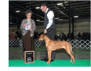 Samba, a Bella/Romeo pup at her first show
